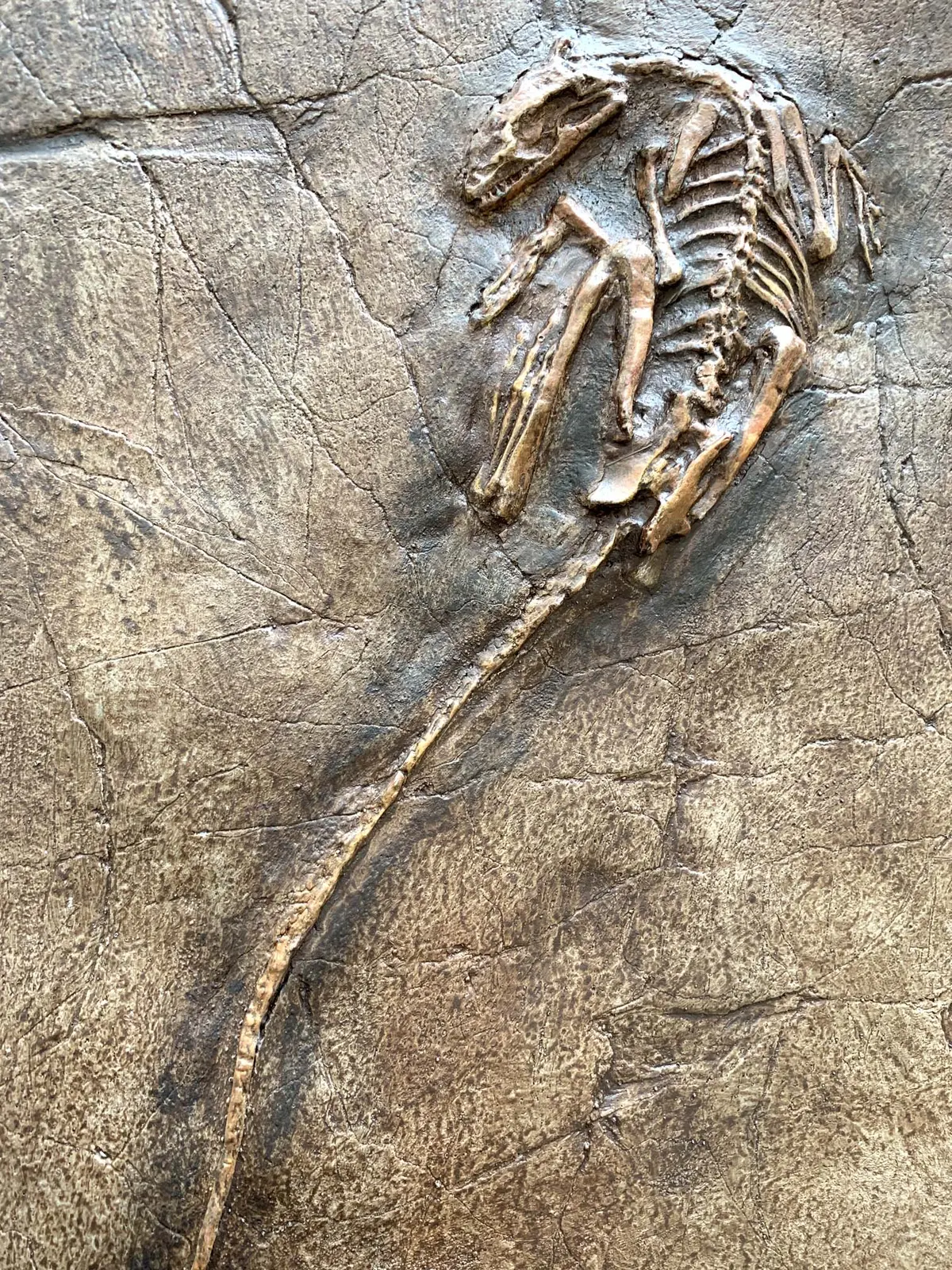 Microraptor Skeleton Restored - Coming Soon 1