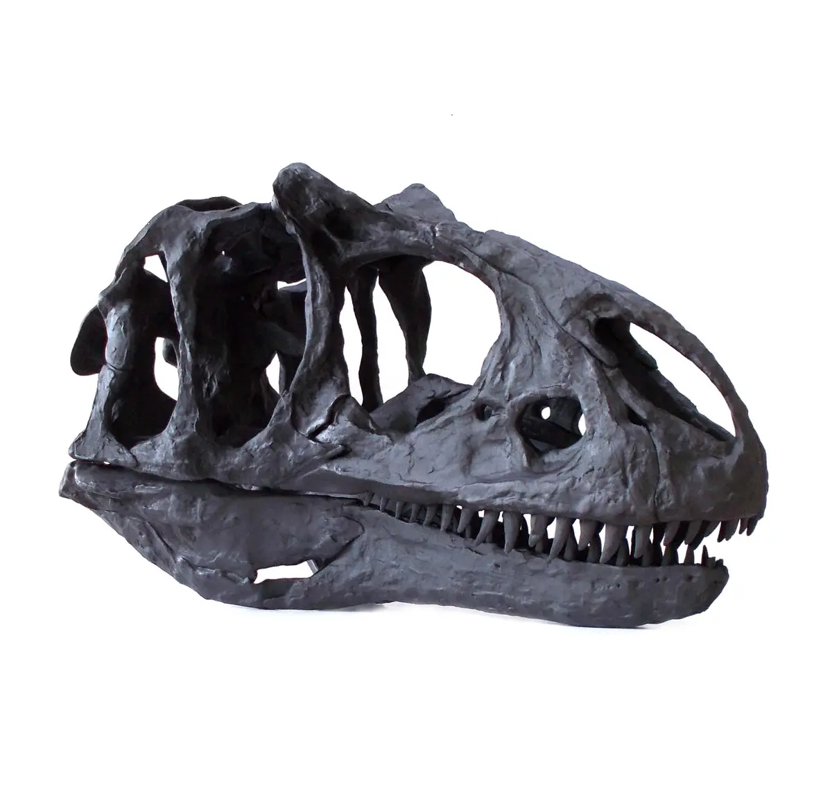 Allosaurus Juvenile Skull Replica Fossil  -  Coming Soon 1