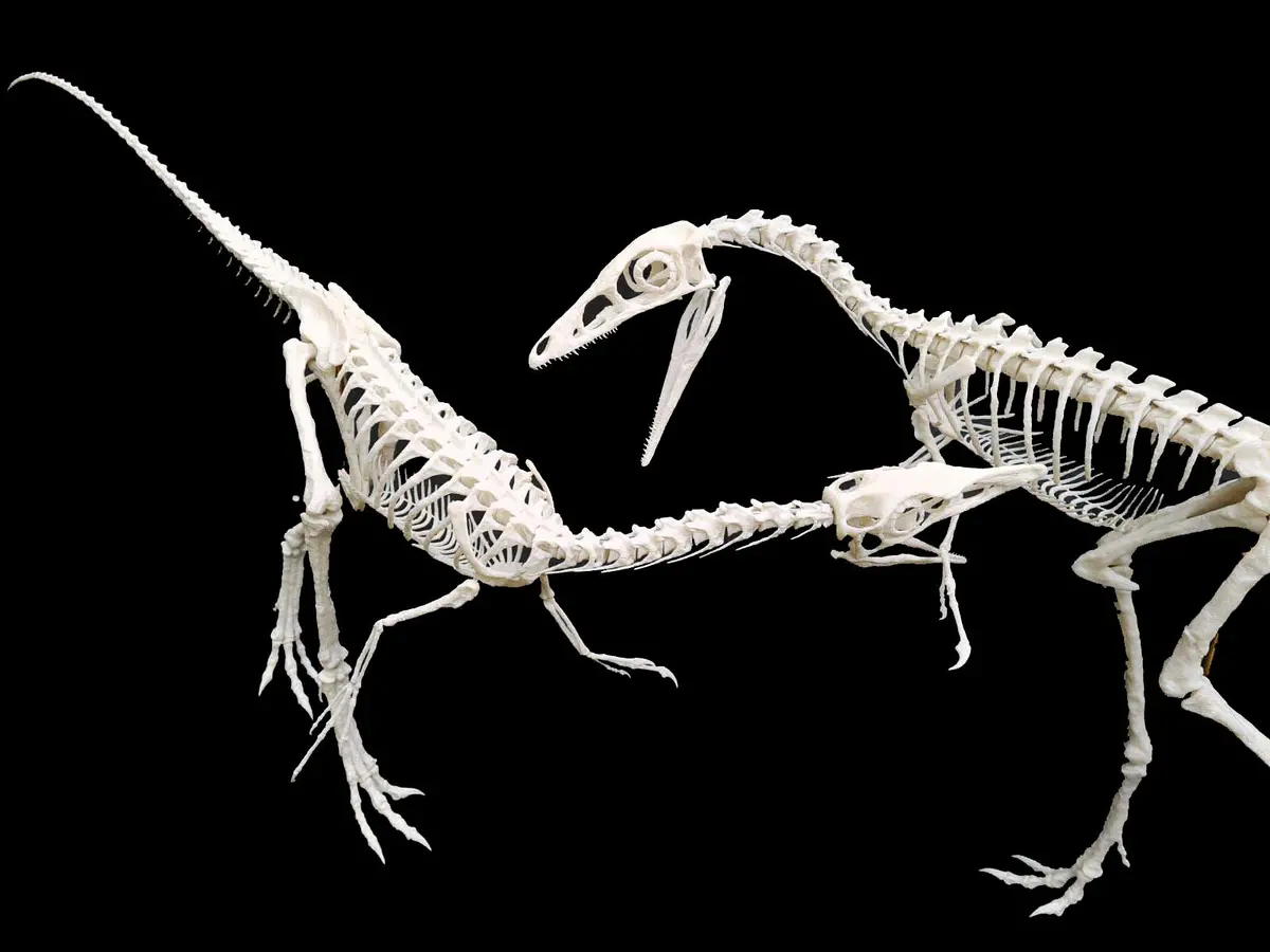 Compsognathus Skeleton Replica  -  Coming Soon! 1