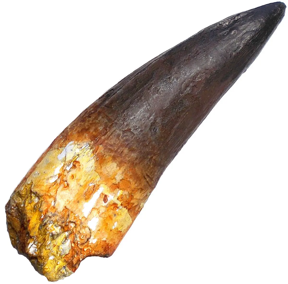 Stunning Spinosaurus Tooth Replica Fossil By Triassica 1