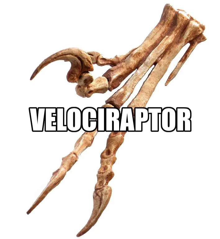 Velociraptor Foot Replica Fossil By Triassica 1