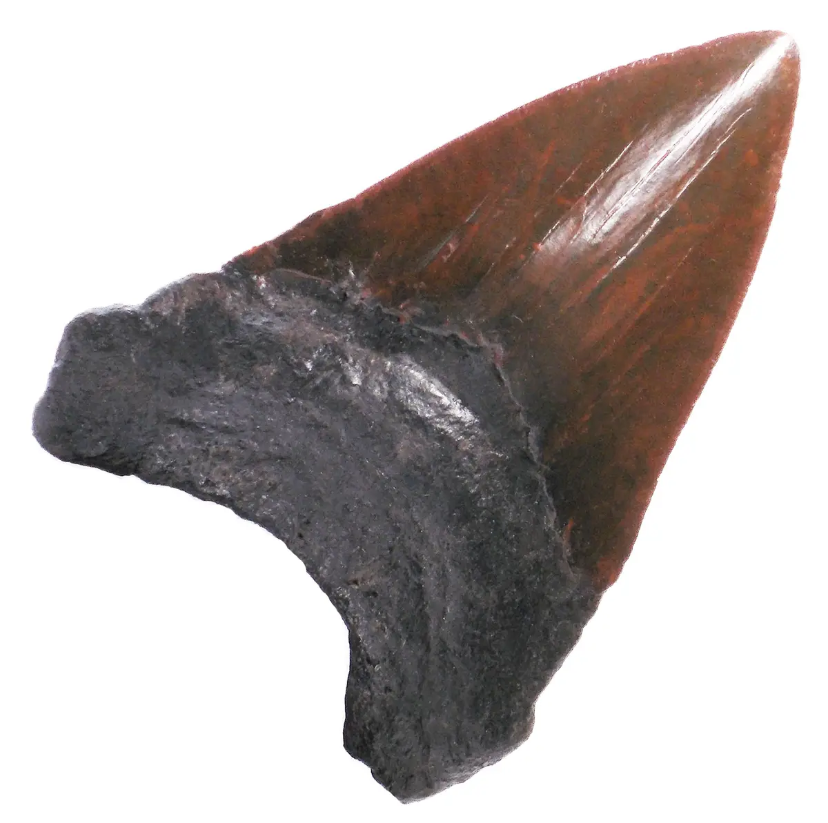 5 Inch Large Megalodon Shark Tooth Replica - Coming Soon 1
