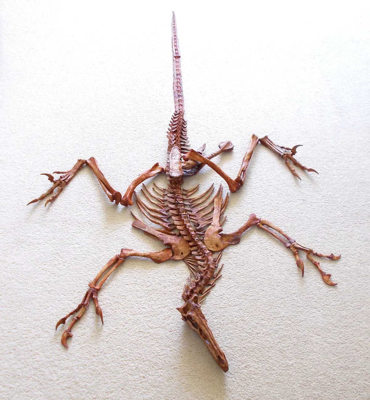 Velociraptor Skeleton Replica Unmounted By Triassica 1