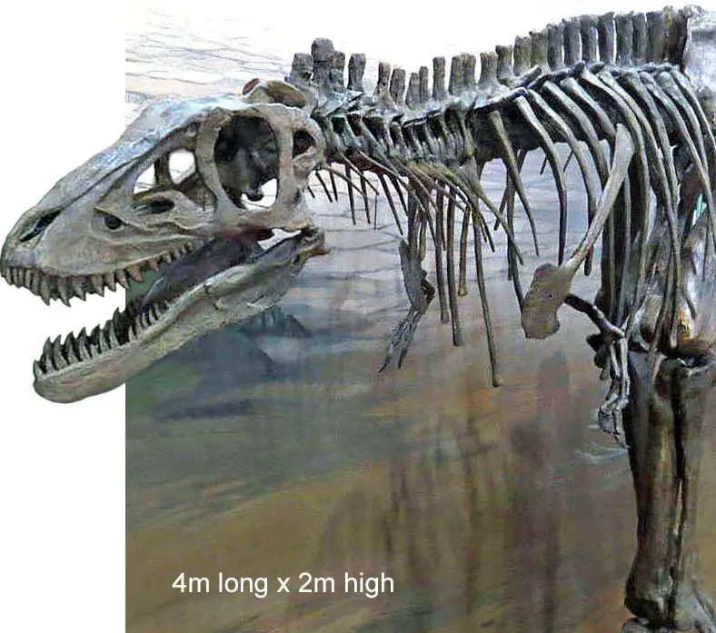 T Rex Skeleton Life Size Baby Replica From Triassica 1