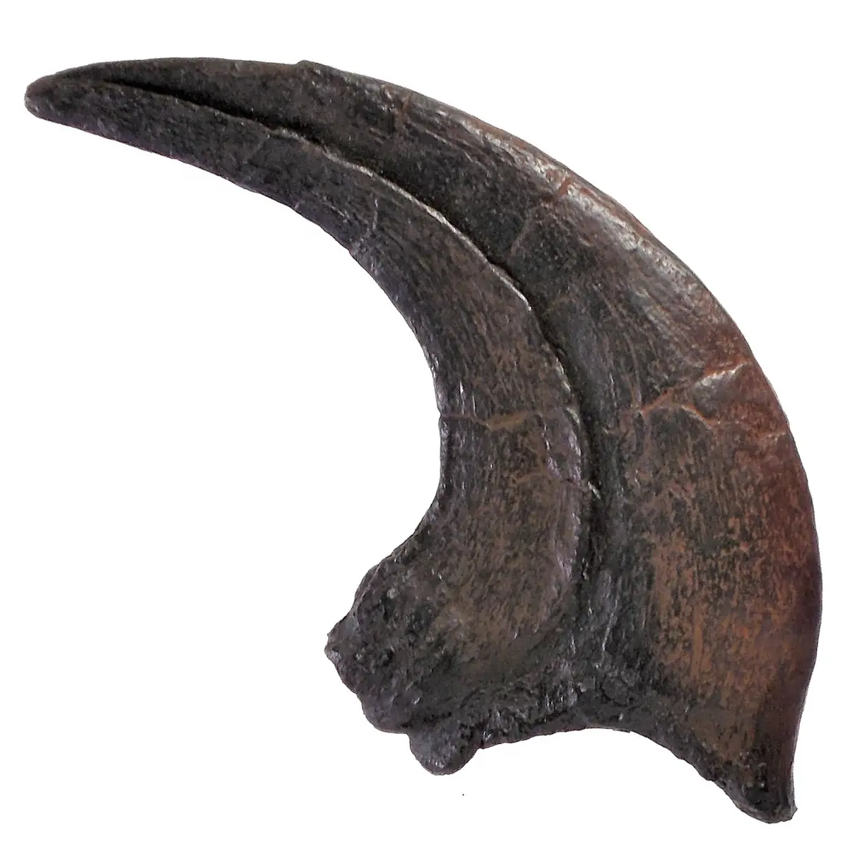 Utahraptor Claw Replica Fossil By Triassica 1