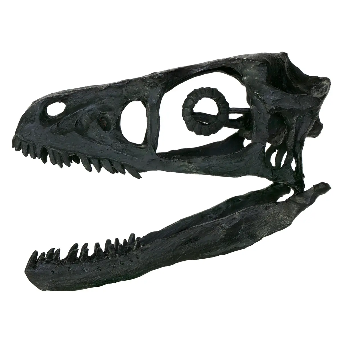Bambiraptor Skull Replica Fossil 1