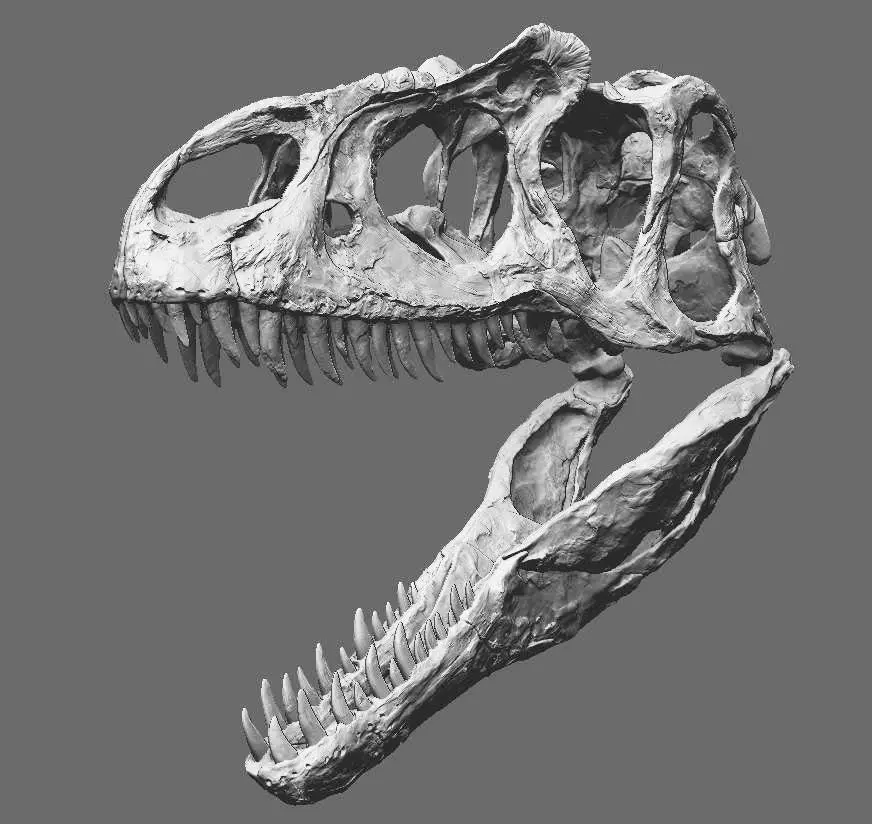 Allosaurus Adult Skull Replica Fossil  -  Coming Soon 1