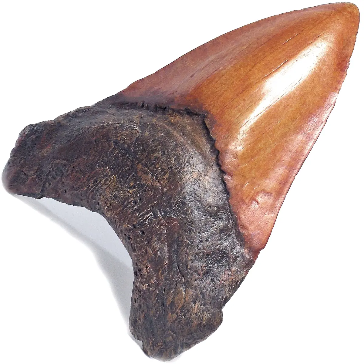5 Inch Large Megalodon Shark Tooth Replica - Coming Soon 1
