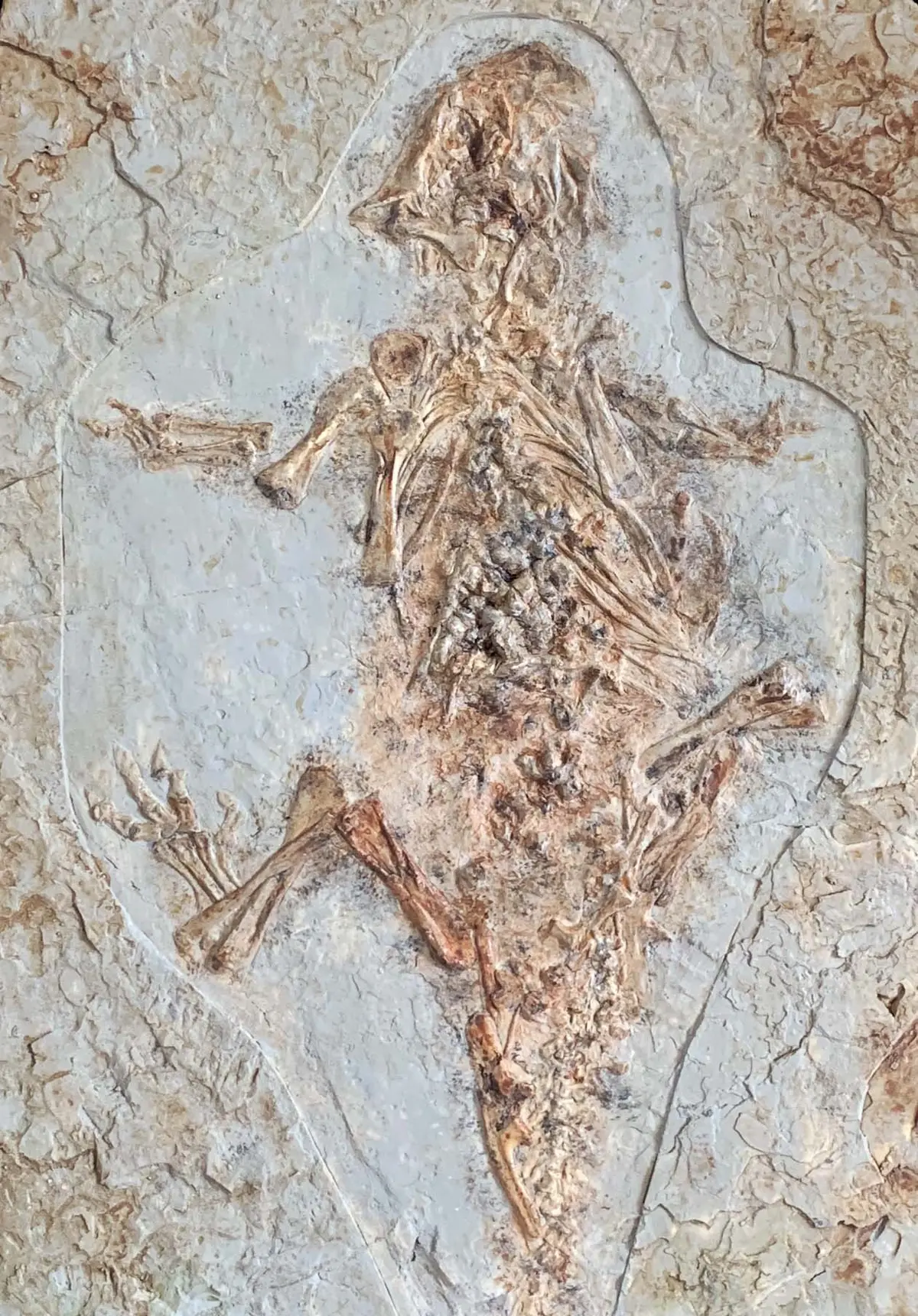 Psittacosaurus Skeleton On Matrix - Coming Soon 1