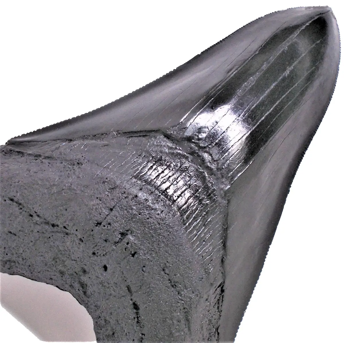 6 Inch Large Megalodon Shark Tooth Replica Fossil 2