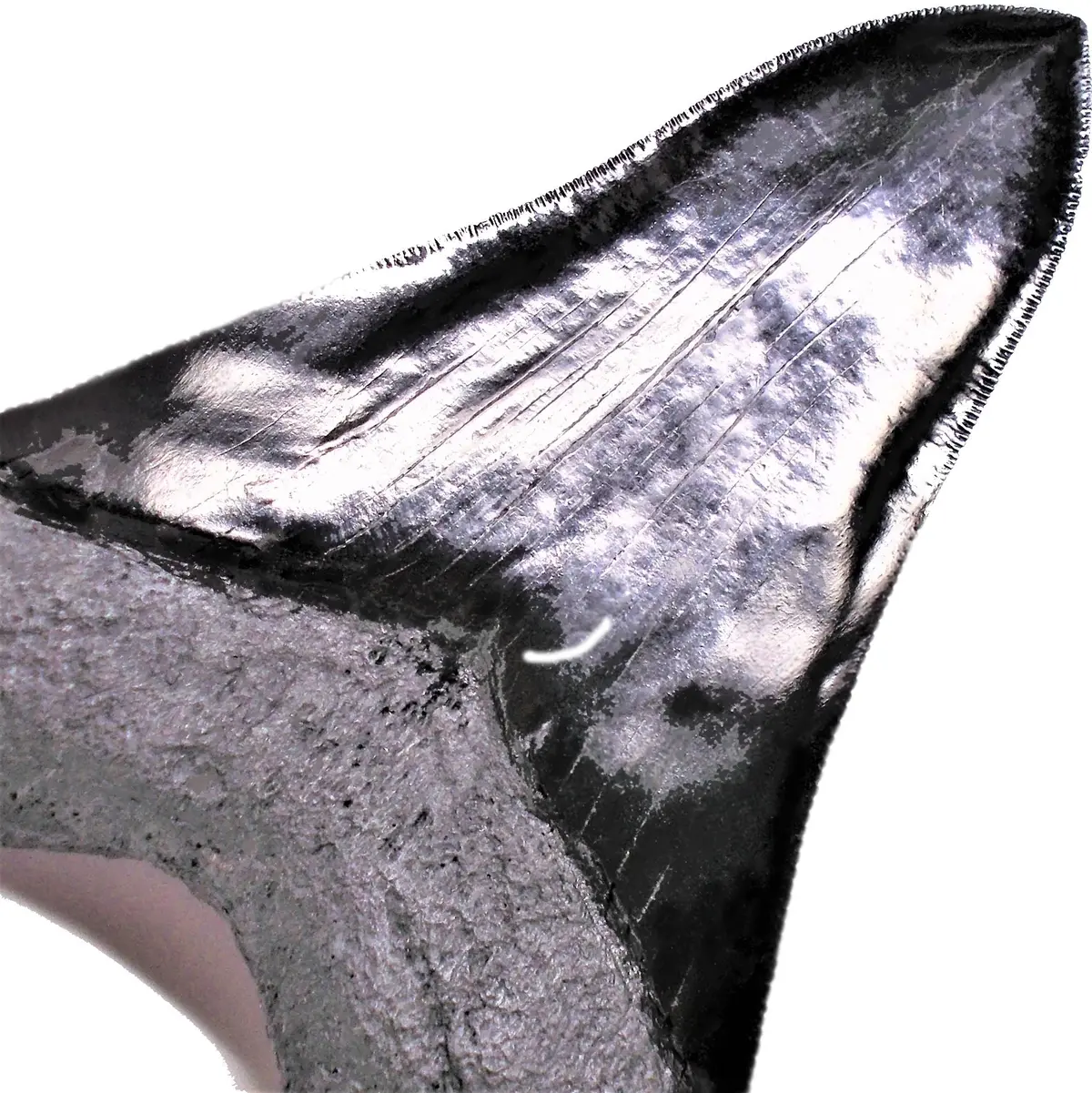 6 Inch Large Megalodon Shark Tooth Replica Fossil 1
