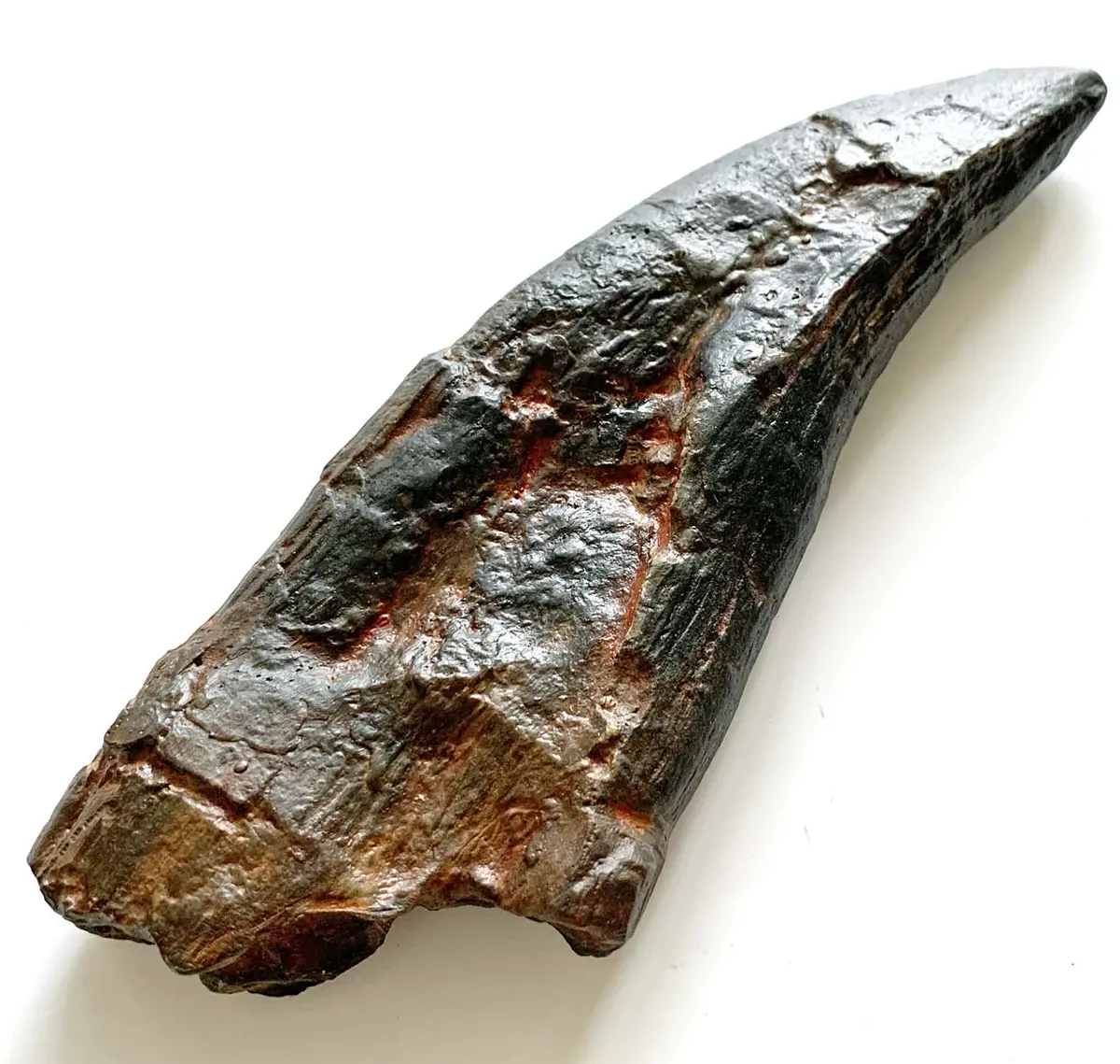 T Rex Tooth Replica - Coming Soon 1