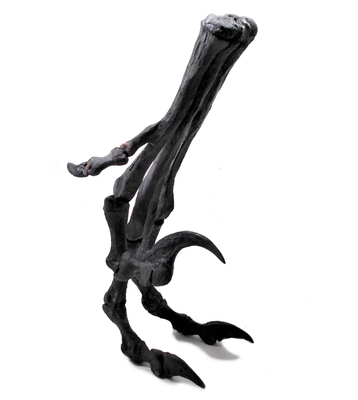 Bambiraptor Foot - Coming Soon 1