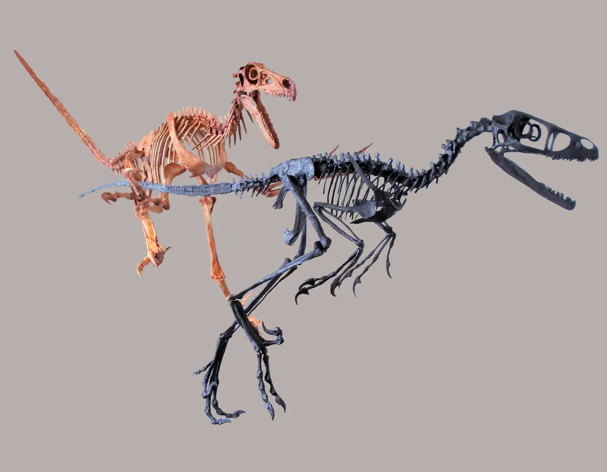 Velociraptor Skeleton Replica Fossil By Triassica 1