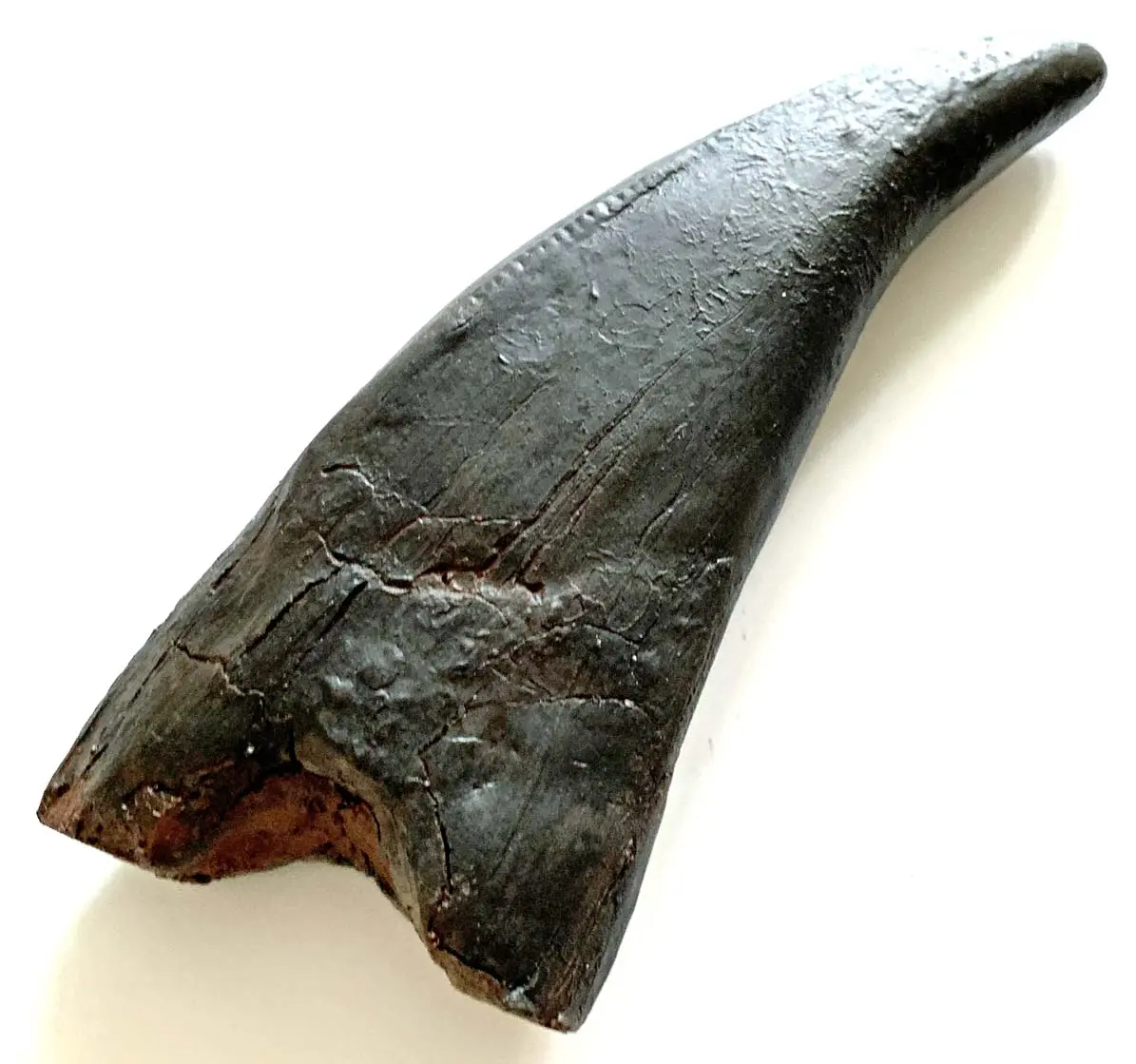 T Rex Tooth Replica - Coming Soon 1