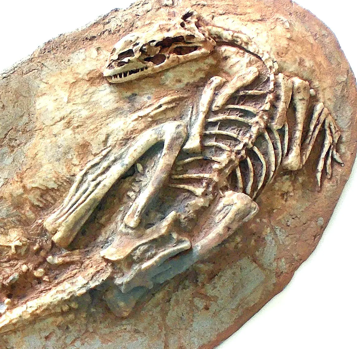 Microraptor Skeleton Replica Fossil 1