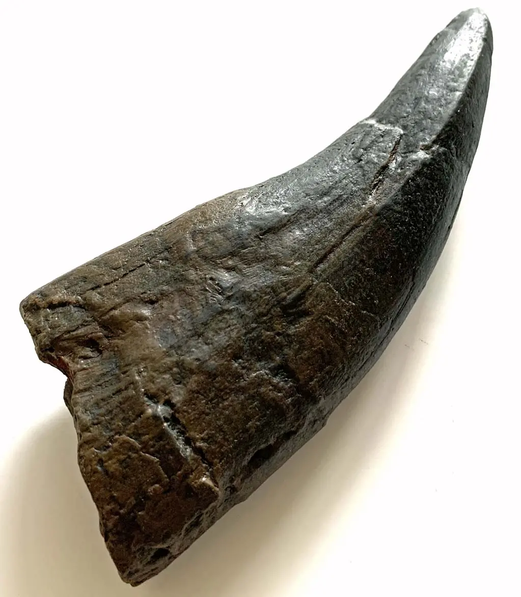 T Rex Tooth Replica - Coming Soon 1