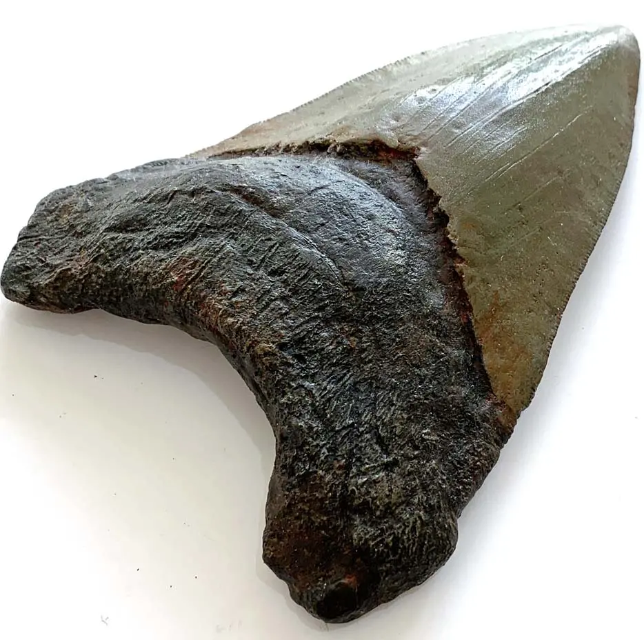 5 Inch Large Megalodon Shark Tooth Replica - Coming Soon 1