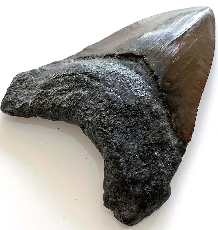 5 Inch Large Megalodon Shark Tooth Replica - Coming Soon 1
