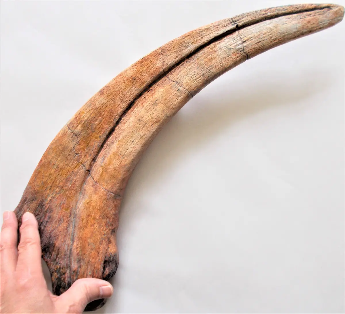Therizinosaurus Claw Replica Dinosaur Large - Coming Soon 1