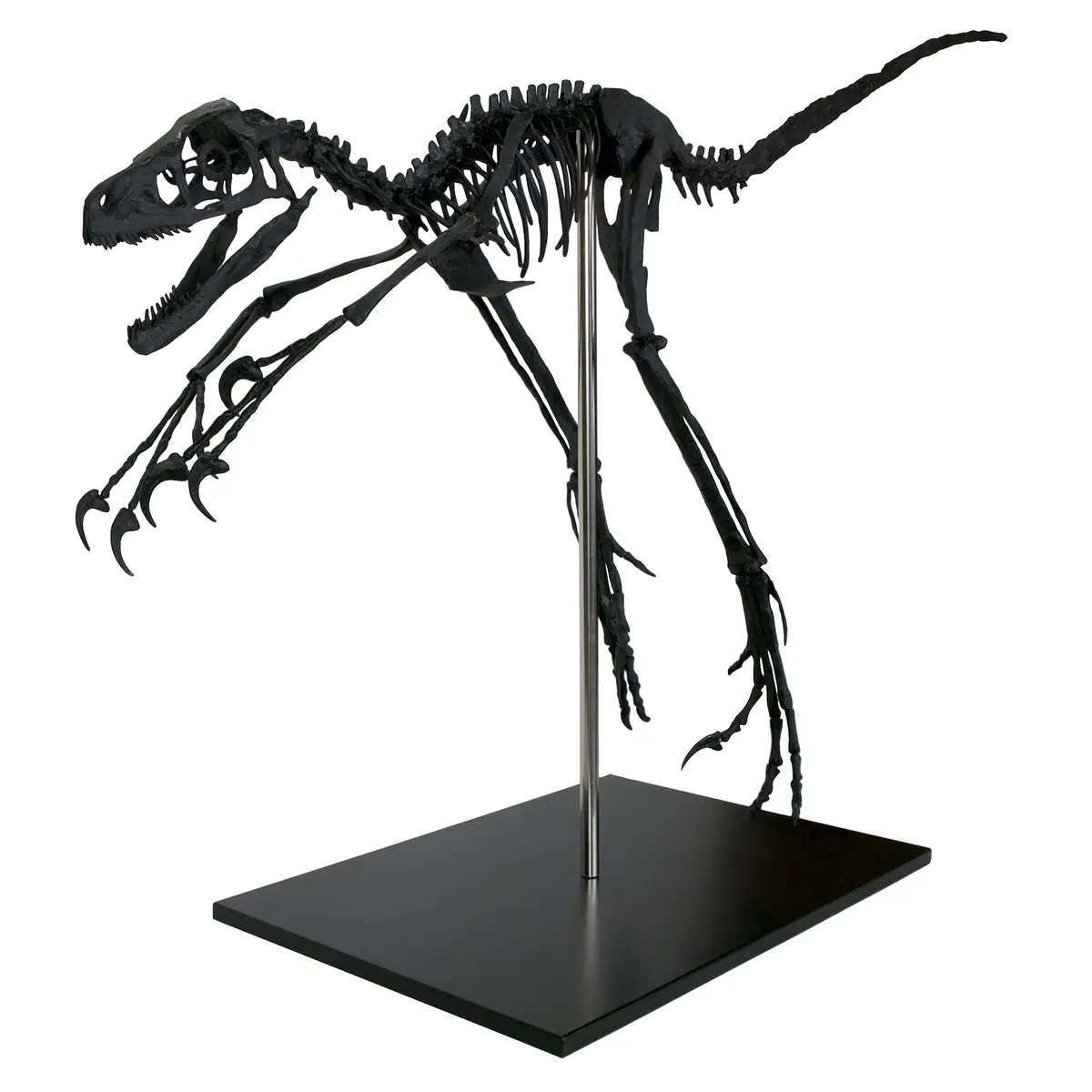Bambiraptor Skeleton Replica Fossil 1