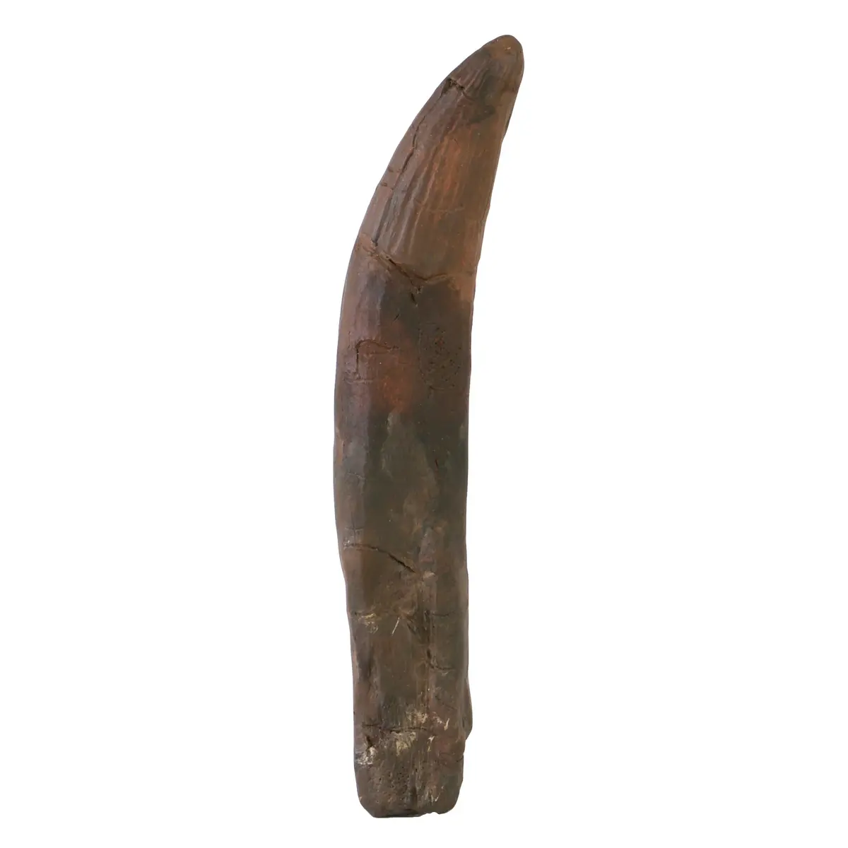 Baryonyx Tooth Replica Fossil 1