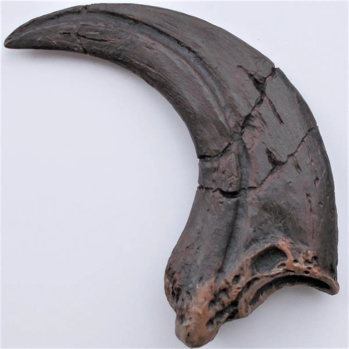 Raptor Claw Replica Fossil - Original Unrestored By Triassica 1