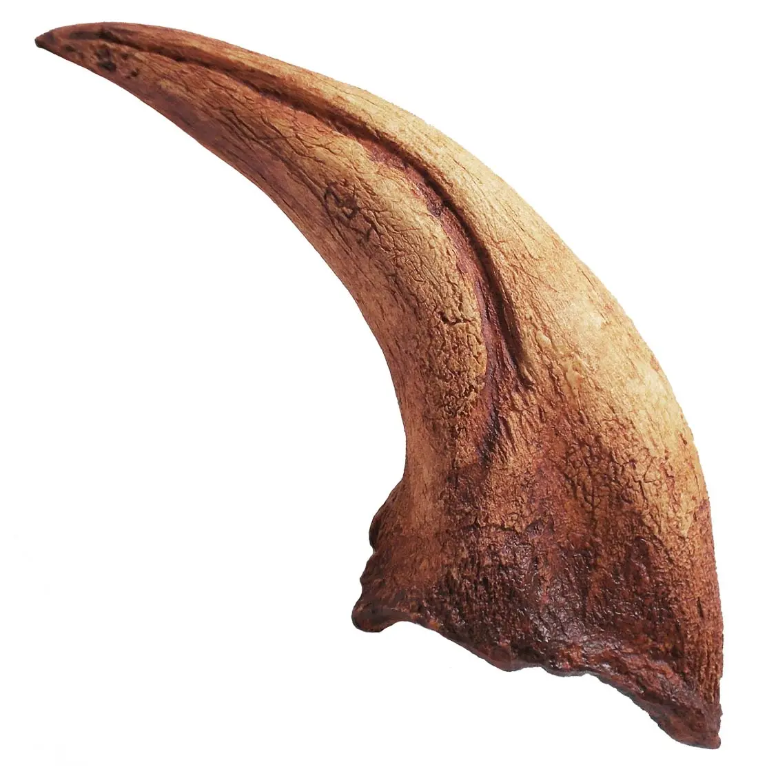 T Rex Claw 19Cm (6") Large Replica Fossil 1