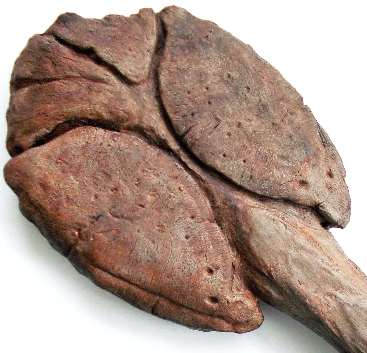 Ankylosaurus Tail Club Replica - Coming Soon 1