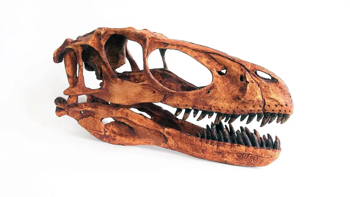 Deinonychus Skull Replica Fossil 1