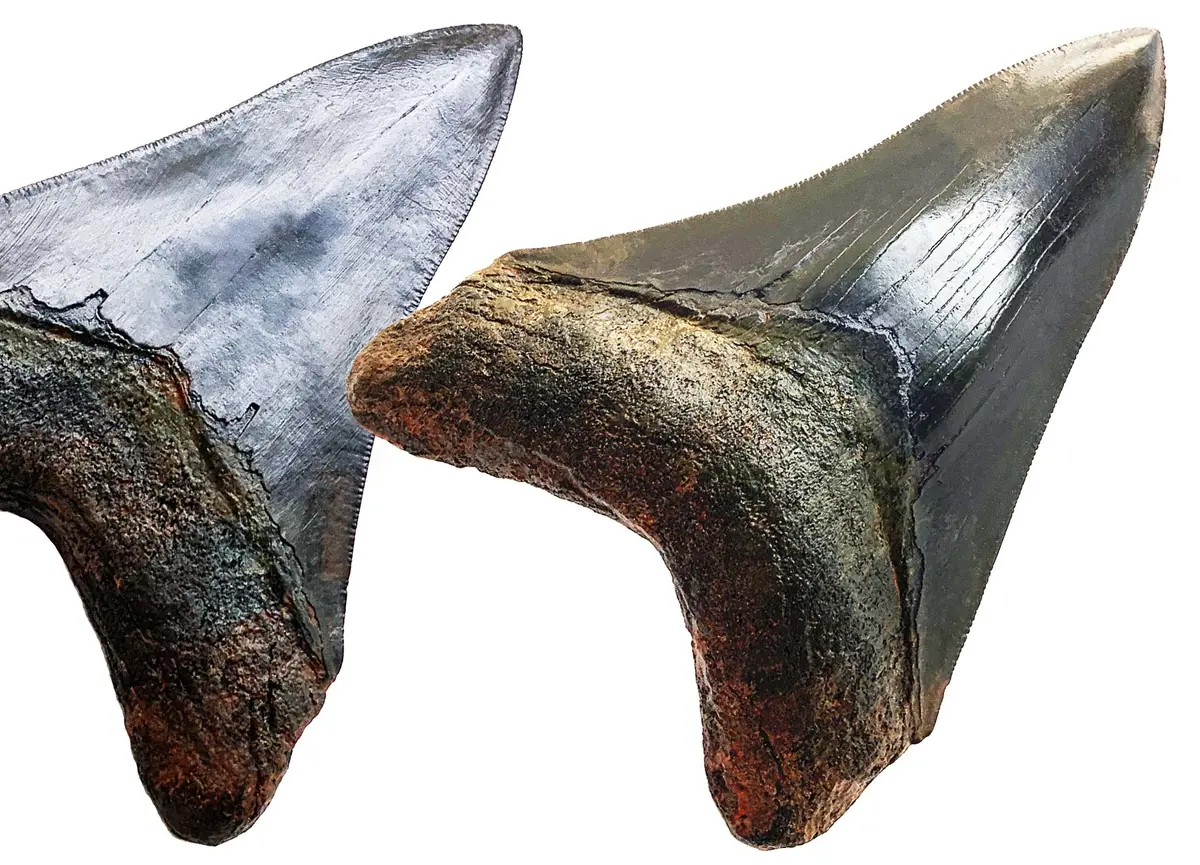 Megalodon Shark Tooth Replica Fossil 4 1/4" (11Cm) 1