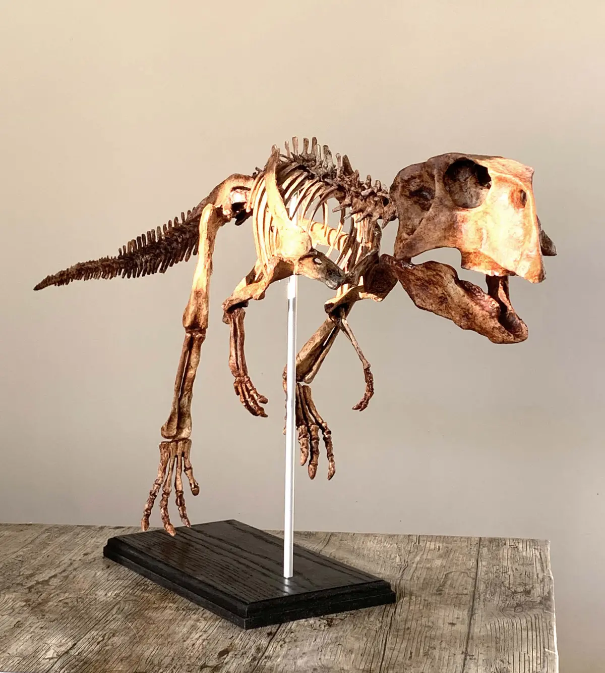 Psittacosaurus Skeleton Replica Fossil 1