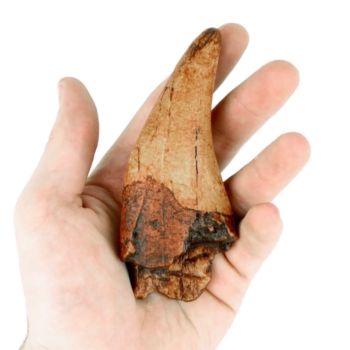 T Rex Tooth Replica Fossil By Triassica 1