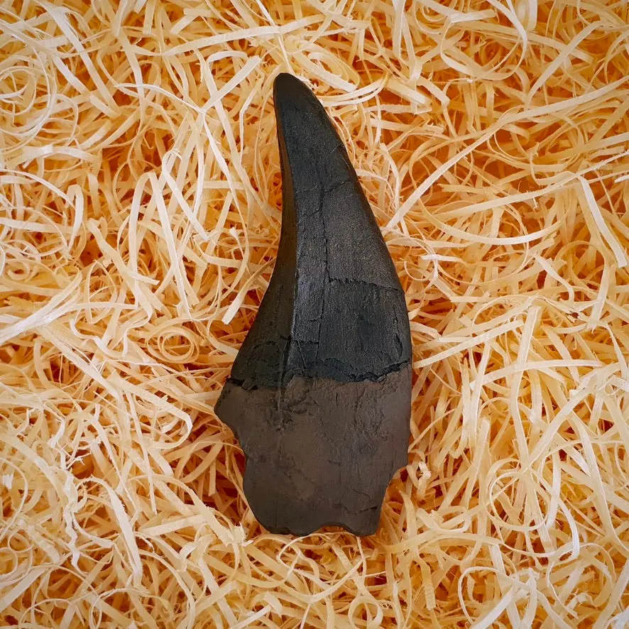 T Rex Tooth Replica Fossil - Earthy Look Finish 1