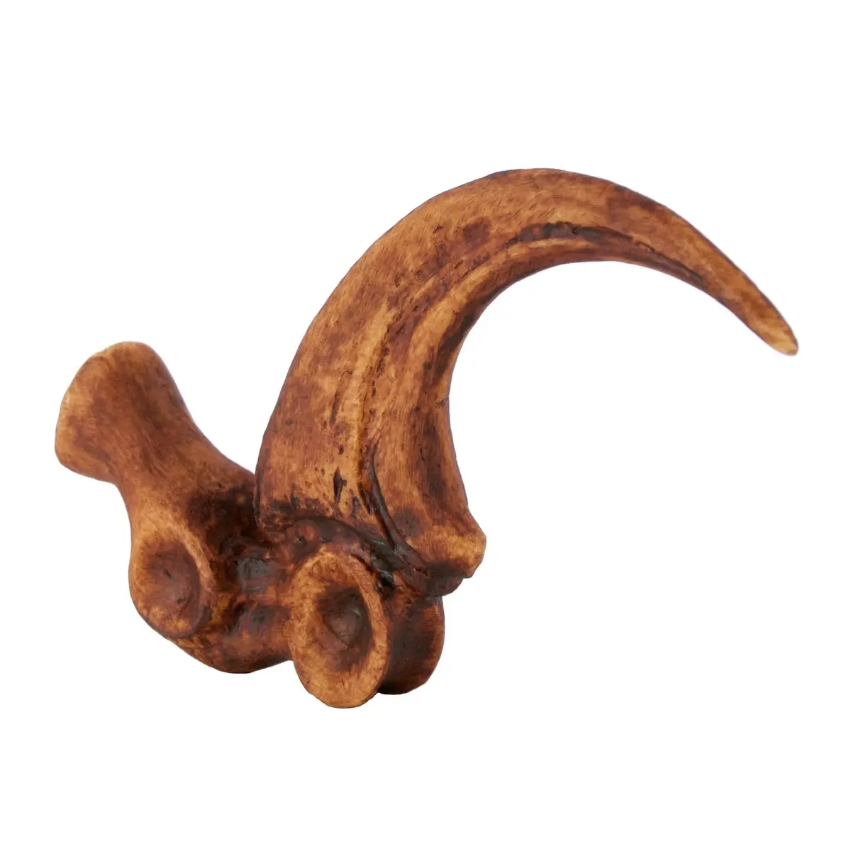 Deinonychus Claw & Toe 1