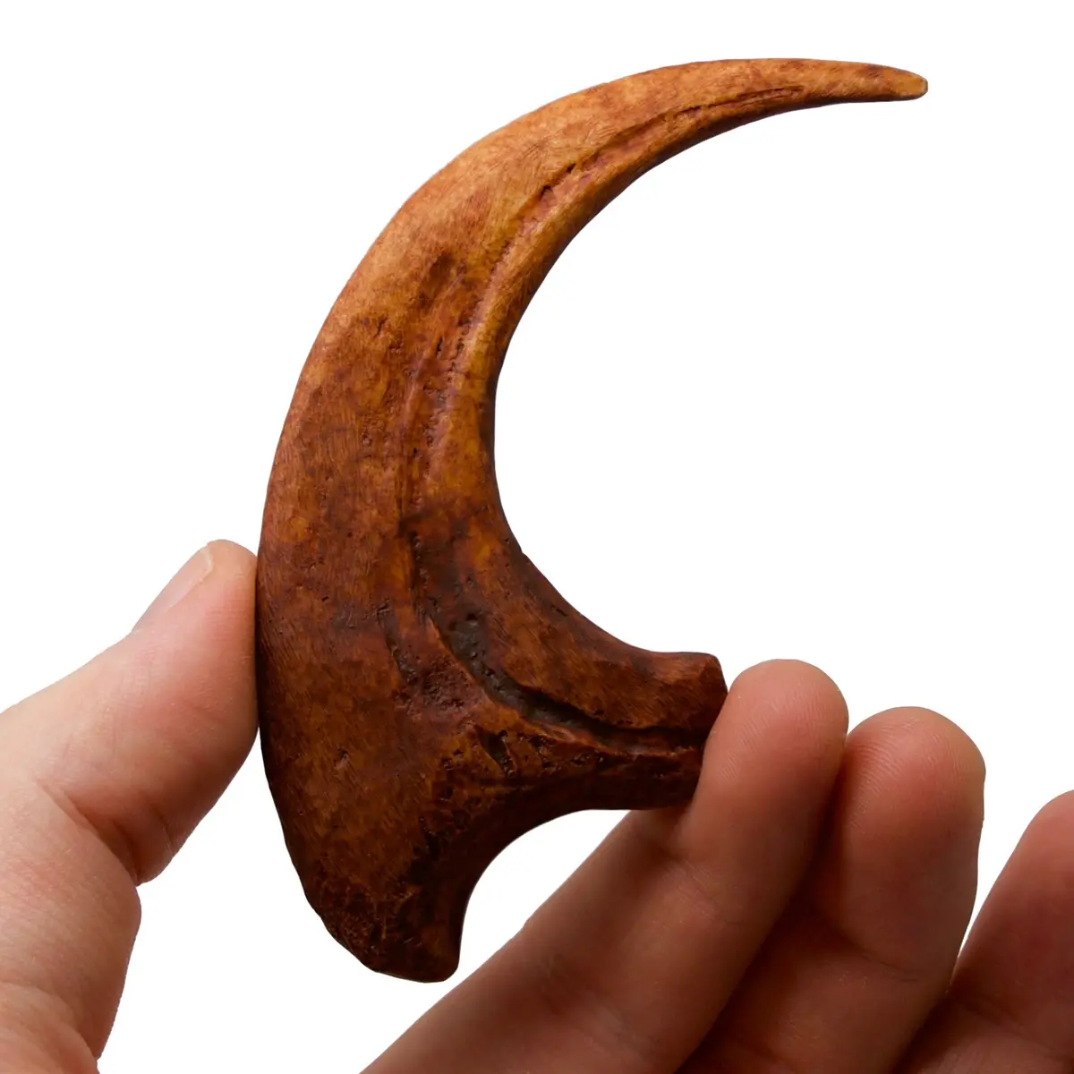Deadly Deinonychus Raptor Claw Replica Fossil 1