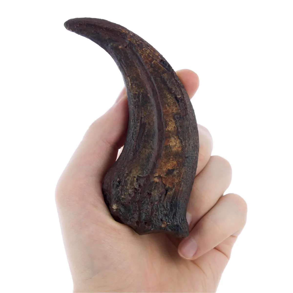 Oviraptor Claw Replica Fossil 1