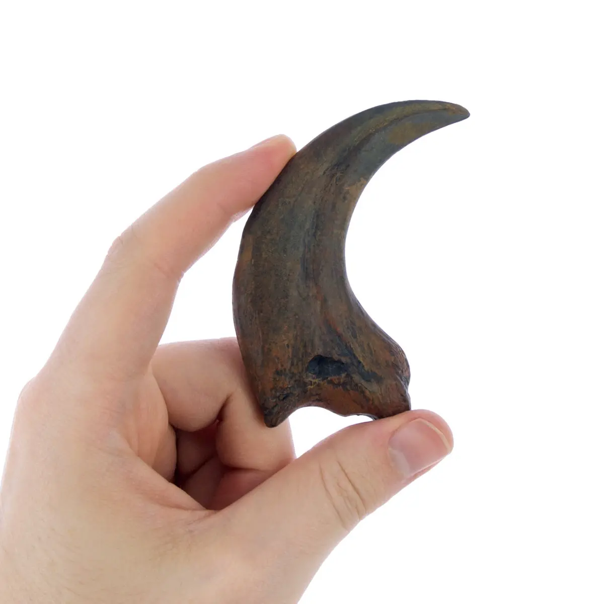 Raptor Claw Replica Dinosaur Fossil Triassica 1