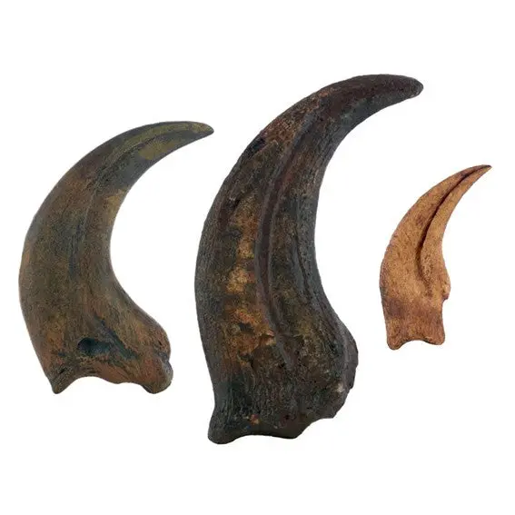Terrifying Raptor Claws Replica Fossils 1
