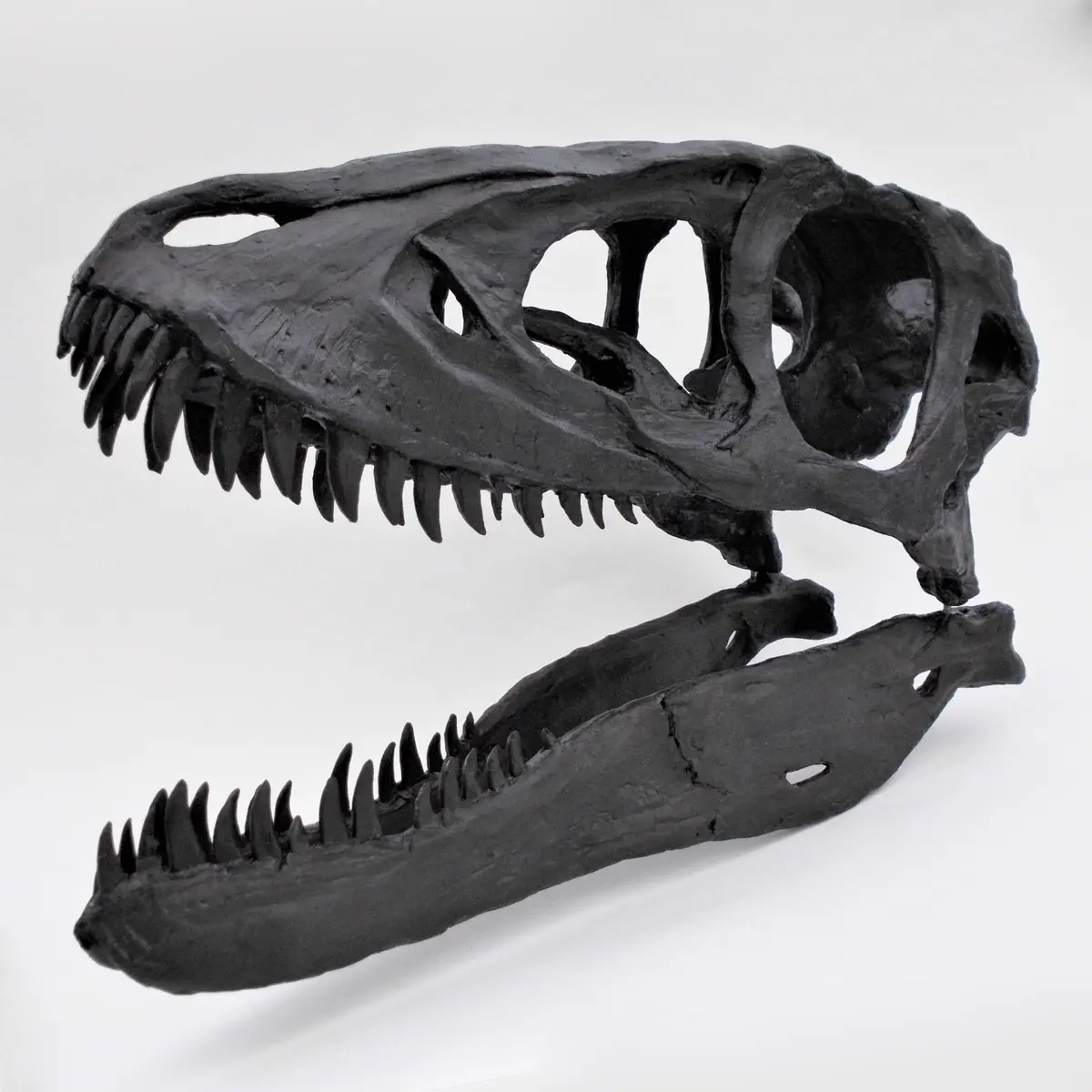 Baby T Rex Skull Replica Fossil 1