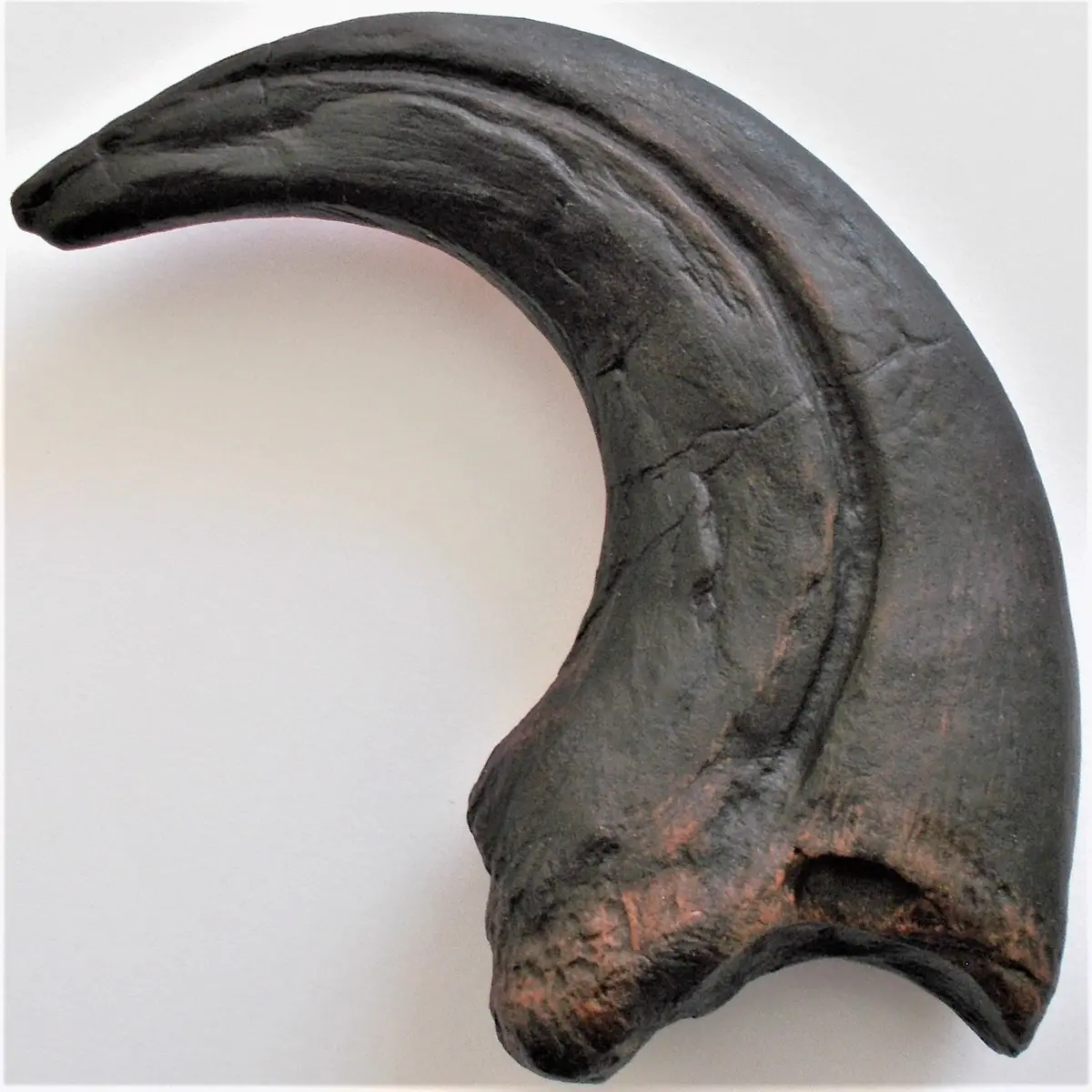 Raptor Claw Replica Dinosaur Large - Coming Soon 1