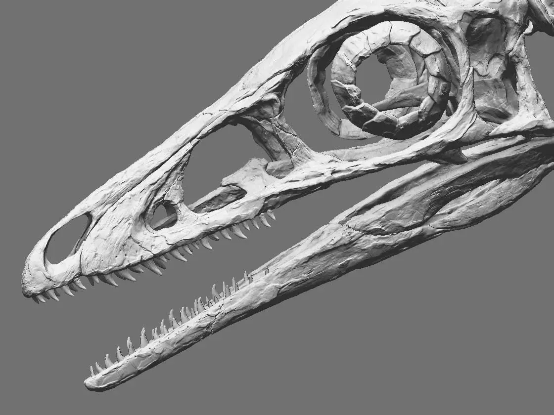 Compsognathus Skull Replica  -  Coming Soon 1