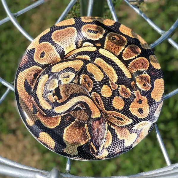 Snake Supercolor Discraft Esp Buzzz 1