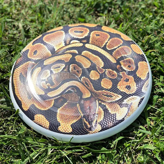 Snake Supercolor Discraft Ultra-Star 1